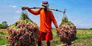 Check spelling or type a new query. Masih Menguntungkan Petani Brebes Semangat Tanam Bawang Merah Halaman All Kompas Com