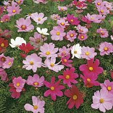 Google Image Result For Https Cdn Mr Fothergills Co Uk Product Images Op Z 14957az Jpg Google Images Google Sulphur