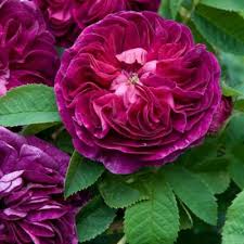 This rose is sweetly scented. Wild Thyme Rose Charles De Mills Fragrant Shrub Rose Frome Food Hub
