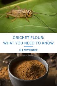 Everything You Need To Know About Cricket Flour Nutrition Myfitnesspal