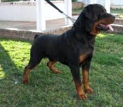 Have just exactly what you have been looking for as. German Rottweiler Puppies Rottweiler Breeder Rottweiler Puppies For Sale