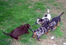 Home trained with parents, local experienced breeder Home