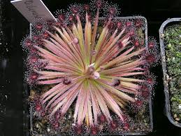 Aerva lanata has a woody root structure and also flowers once a year, sometimes twice. Drosera Lanata Wikipedia