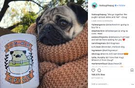 Pet rescue blog by a pet blogger and dog owner is an informative website designed to help pet owners by sharing the pet rescue blog surprises with a wide variety of topics and stands out mainly for its veracity since the entire content and looking for perfect boy cat names for your companion?. Are You Following The 10 Most Famous Dogs Of Instagram