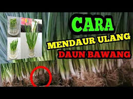 Budidaya daun bawang dapat dilakukan di lahan terbatas bahkan dalam polybag sekalipun. Jangan Buang Akar Daun Bawang Lakukan Ini Cara Menanam Daun Bawang Dari Sisa Akar Youtube Daun Make It Yourself Voss Bottle