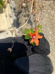 Image result for Leysera tenella