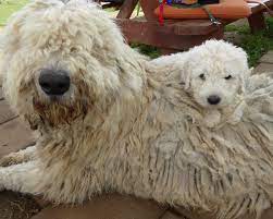 She is very friendly with people and other pups. California Komondor Dog Shanti Her Puppy Ama Komondor Hairy Dog Komondor Dog