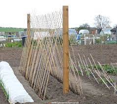 How To Sow Runner Beans