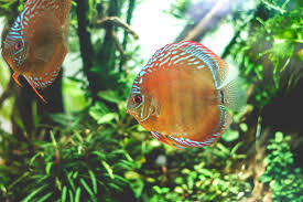 How Many Discus Fish | Discus Fish How Many Can I Keep
