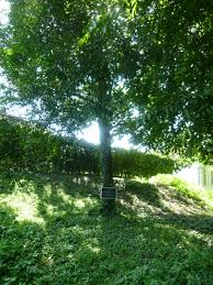 Image result for Ebenaceae