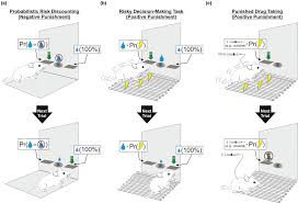 Įmonės stevens hardware veiklos vieta: Advances In Understanding Meso Cortico Limbic Striatal Systems Mediating Risky Reward Seeking Piantadosi Journal Of Neurochemistry Wiley Online Library