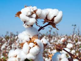Cotton Futures Cotton Futures Fall On Weak Domestic And