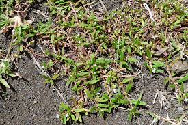 Image result for Oldenlandia angolensis