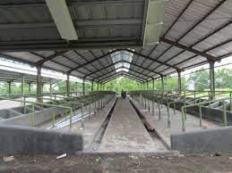 We did not find results for: 8 Syarat Kandang Sapi Ideal Modern Maupun Sederhana