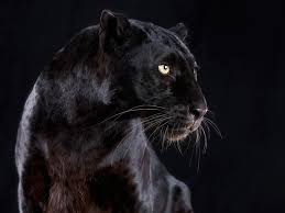 Nature Wildlife Photos Of The Week Wildography Black Panther Jaguar Animal Animals