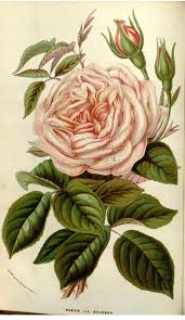 Rosa Gloire De Dijon Flore Des Serres Et Des Jardins De L Europe V 9 1853 1854 This Is A Public D Botanical Drawings Botanical Illustration Botanical Art