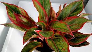 Easy way of propagation of aglaonema (red siam) from roots and stem#aglaonemapropagation#redsiampls join our teamfacebook: Siam Red Aglaonema Plants Plant Leaves Flower Quotes