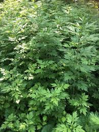 50 organic mugwort artemisia argyi 艾草 hardy perennial medicinal hardy perennials perennials organic
