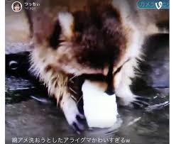 « jump to album » animal gifs cat gifs cool gifs dog gifs funny gifs sports gifs. Mini Tragedy Adorable Raccoon Tries To Wash Cotton Candy To Depressing Results Video Soranews24 Japan News
