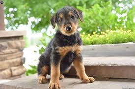 Welcome to lancaster county, pa (also known as pennsylvania dutch country)! Kings Thunder Puppies Sells Airedale Terrier Puppies In Lancaster Pa And The Surrounding Areas Airedale Terrie Airedale Terrier Puppies Terrier Breeds Puppies