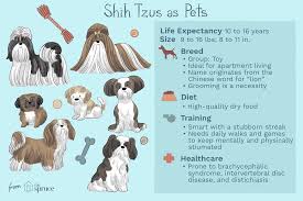 Alfie female mini mini dachshund. Shih Tzu Full Profile History And Care