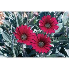 Image result for Arctotis