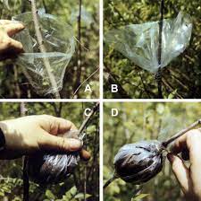 Air layering techniques are suitable for tropical fruit trees, such as mango (mangifera indica, u.s. Edible Perennial Propagation Cuttings And Layering Philadelphia Orchard Project