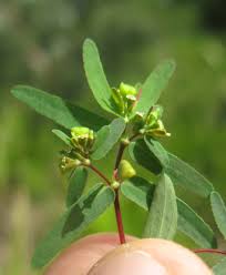 Image result for Euphorbia hyssopifolia