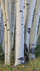 Birch Trees In Colorado Aspen Boles By Randall Roberts With Images Aspen Trees Aspen Trees Painting Tree Trunks