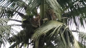 2021 is the year of the ox and chinese new year is celebrated on february 12th. Costco Drops Chaokoh Coconut Milk Allegations Of Forced Monkey Labor Which Sees The Animals Chained Daily Mail Online