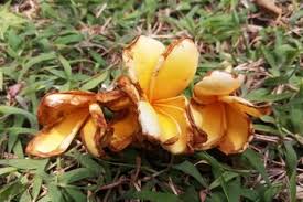 Manfaat bagian bunga kamboja, antara lain adalah: Manfaat Bunga Kamboja Kering Bobo