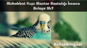 Muhabbet Kusu Mantar Hastaligi Insana Bulasir Mi Netteki Blog