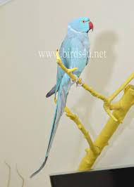 These energetic, fun talkers are often very playful but can be a handful, as well. Blue Ring Neck Talking Parrot 18 Month Old Male Birds4u