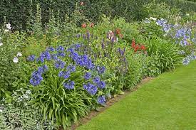 How To Grow And Care For Agapanthus Gardener S Path
