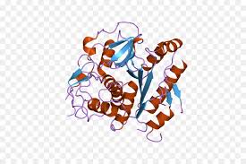 The three main proteases are pepsin. Cystein Protease Enzym Bromelain Png Herunterladen 800 600 Kostenlos Transparent Text Png Herunterladen