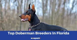 A doberman puppy from a respectable breeder has an estimated price of between $1500 and $2500. N Lgvg0aszugfm