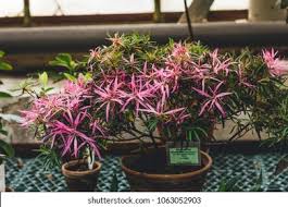 Image result for Chlorophytum stenopetalum