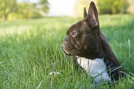 Pobierz to zdjęcie adorable french bulldog with colorful ears headband lying down teraz. French Bulldog Ears Your Top 4 Questions Answered Plus A Few Facts