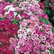 100 Heirloom Double Clarkia Elegans Mix Color Seeds Etsy Sutton Seeds Flower Seeds Flowers