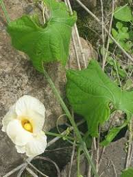 Image result for Momordica foetida