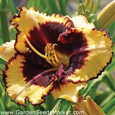 Be aware that tiger lilies are very toxic to cats, so keep this in mind when choosing where to grow them. Daylily Tiger Blood Garden Seeds Market Free Shipping