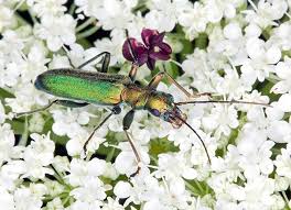 Image result for Gnidia chrysantha