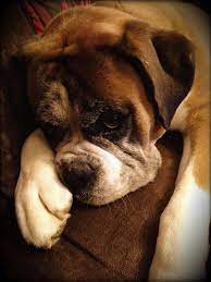 pin by le saout on boxers are awesome boxer dogs black boxer dog boxer breed