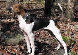 Black And Tan English Foxhound 14 Dog Breeds For Preppers American Foxhound The Fox The Hound Treeing Walker Coonhound