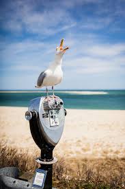 Sea Birds Of Cape Cod Pin De Tere En Arena Sol Y Mar Aves Playa Mar