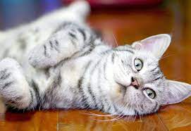 Kedi Tirmalamasina Karsi Sakin Bunu Yapmayin Haberler