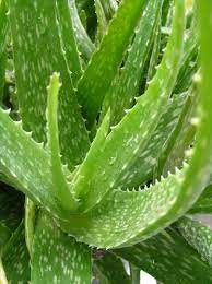 Aloe vera is a succulent plant long used to heal burns and cuts. Aloe Vera Diseases And Pests Description Uses Propagation