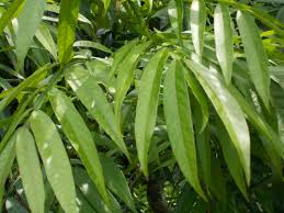 Image result for Dissotis alata