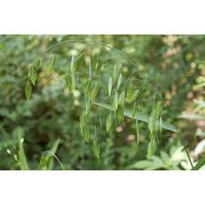 Image result for Chascanum schlechteri