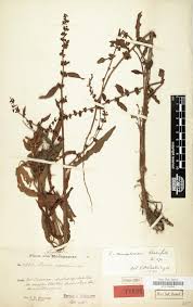 Image result for Hydrostachys insignis